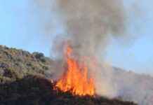 Auckland Firefighters Successfully Contain Local Scrub Fire auckland-firefighters-successfully-contain-local-scrub-fire