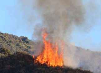 Auckland Firefighters Successfully Contain Local Scrub Fire auckland-firefighters-successfully-contain-local-scrub-fire