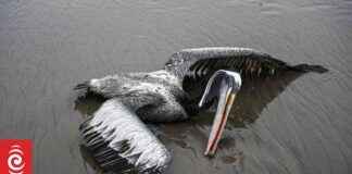 Bird Poop: Key to Preventing Flu Pandemic – Discover How bird-poop-key-to-preventing-flu-pandemic-discover-how