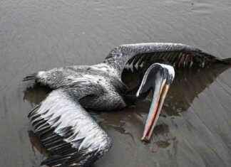 Bird Poop: Key to Preventing Flu Pandemic – Discover How bird-poop-key-to-preventing-flu-pandemic-discover-how