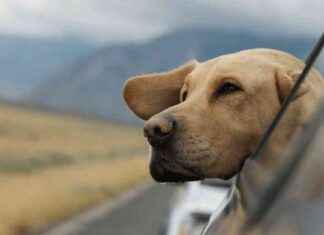 Can Pets Get Carsick? Understanding Motion Sickness in Animals can-pets-get-carsick-understanding-motion-sickness-in-animals