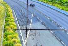Geese vs Police: Geese Take Over Auckland Highway geese-vs-police-geese-take-over-auckland-highway