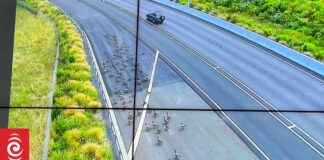 Geese vs Police: Geese Take Over Auckland Highway geese-vs-police-geese-take-over-auckland-highway