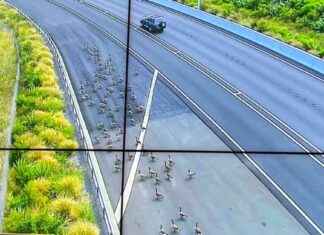 Geese vs Police: Geese Take Over Auckland Highway geese-vs-police-geese-take-over-auckland-highway