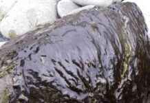 Health Warning Issued for Toxic Algal Bloom at Lake Rotoiti health-warning-ssued-for-toxic-algal-bloom-at-lake-rotoiti