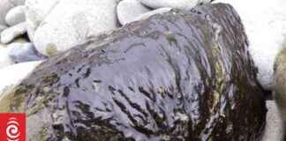 Health Warning Issued for Toxic Algal Bloom at Lake Rotoiti health-warning-ssued-for-toxic-algal-bloom-at-lake-rotoiti