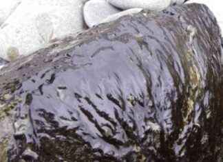 Health Warning Issued for Toxic Algal Bloom at Lake Rotoiti health-warning-ssued-for-toxic-algal-bloom-at-lake-rotoiti