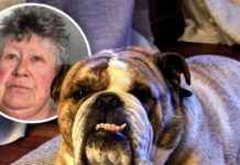 House-Sitter’s Negligence Results in Tragic Death of Dog: Owners Watch Helplessly on CCTV house-sitters-negligence-results-in-tragic-death-of-dog-owners-watch-helplessly-on-cctv