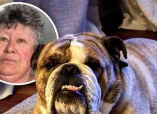 House-Sitter’s Negligence Results in Tragic Death of Dog: Owners Watch Helplessly on CCTV house-sitters-negligence-results-in-tragic-death-of-dog-owners-watch-helplessly-on-cctv