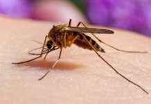 Japanese Encephalitis Case Detected in Victoria: Summer 2021 Update japanese-encephalitis-case-detected-in-victoria-summer-2021-update