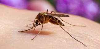 Japanese Encephalitis Case Detected in Victoria: Summer 2021 Update japanese-encephalitis-case-detected-in-victoria-summer-2021-update