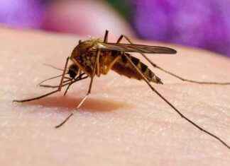 Japanese Encephalitis Case Detected in Victoria: Summer 2021 Update japanese-encephalitis-case-detected-in-victoria-summer-2021-update