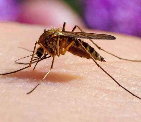 Japanese Encephalitis Case Detected in Victoria: Summer 2021 Update japanese-encephalitis-case-detected-in-victoria-summer-2021-update