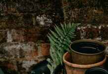 Landlord fined $1120 for excessive gardening maintenance landlord-fined-1120-for-excessive-gardening-maintenance