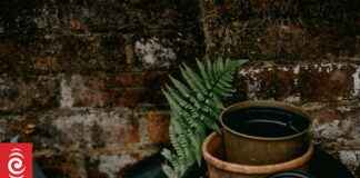 Landlord fined $1120 for excessive gardening maintenance landlord-fined-1120-for-excessive-gardening-maintenance