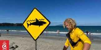 Low Risk of Shark Attacks in New Zealand: Swimmers Advised to Stay Vigilant low-risk-of-shark-attacks-in-new-zealand-swimmers-advised-to-stay-vigilant