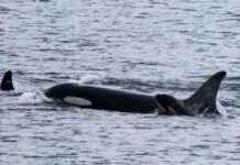 Orca Mother Carries Dead Calf for 17 Days, Welcomes New Baby orca-mother-carries-dead-calf-for-17-days-welcomes-new-baby