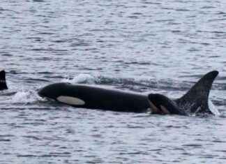 Orca Mother Carries Dead Calf for 17 Days, Welcomes New Baby orca-mother-carries-dead-calf-for-17-days-welcomes-new-baby