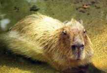 Remembering Luna: Wellington Zoo’s Capybara Loss remembering-luna-wellington-zoos-capybara-loss