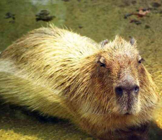 Remembering Luna: Wellington Zoo’s Capybara Loss remembering-luna-wellington-zoos-capybara-loss