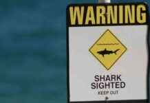Shark Sightings Prompt Beach Closures in Bay of Plenty and Christchurch shark-sightings-prompt-beach-closures-in-bay-of-plenty-and-christchurch