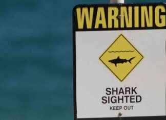Shark Sightings Prompt Beach Closures in Bay of Plenty and Christchurch shark-sightings-prompt-beach-closures-in-bay-of-plenty-and-christchurch