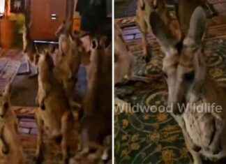 Sheltering Animals from Bushfires: A Wildlife Carer’s Story sheltering-animals-from-bushfires-a-wildlife-carers-story