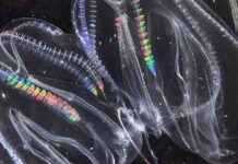The Fascinating Ability of Comb Jellies to Fuse with Each Other the-fascinating-ability-of-comb-jellies-to-fuse-with-each-other