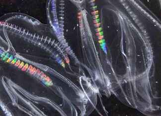 The Fascinating Ability of Comb Jellies to Fuse with Each Other the-fascinating-ability-of-comb-jellies-to-fuse-with-each-other