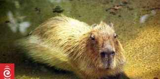 Tragic Death of Zoo’s Beloved Animal in Capybara Fight tragic-death-of-zoos-beloved-animal-in-capybara-fight