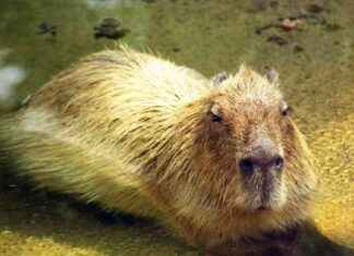 Tragic Death of Zoo’s Beloved Animal in Capybara Fight tragic-death-of-zoos-beloved-animal-in-capybara-fight