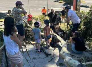 Tree Accident Injures Mother and Son at Melbourne Shrine – What Happened? tree-accident-njures-mother-and-son-at-melbourne-shrine-what-happened