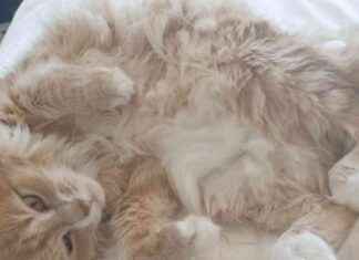 Unforgettable Summer: My Encounter with a Cat unforgettable-summer-my-encounter-with-a-cat