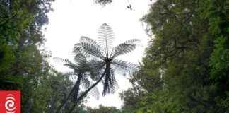 Arrests made for illegal hunting, damage, and theft in Kinleith Forests arrests-made-for-illegal-hunting-damage-and-theft-in-kinleith-forests