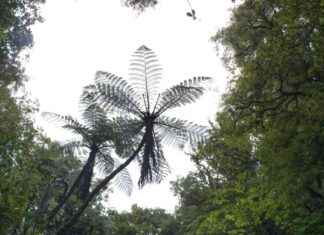 Arrests made for illegal hunting, damage, and theft in Kinleith Forests arrests-made-for-illegal-hunting-damage-and-theft-in-kinleith-forests