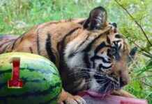 Auckland Zoo Celebrates Sumatran Tiger Cub’s First Birthday auckland-zoo-celebrates-sumatran-tiger-cubs-first-birthday