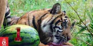 Auckland Zoo Celebrates Sumatran Tiger Cub’s First Birthday auckland-zoo-celebrates-sumatran-tiger-cubs-first-birthday