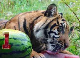 Auckland Zoo Celebrates Sumatran Tiger Cub’s First Birthday auckland-zoo-celebrates-sumatran-tiger-cubs-first-birthday