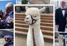 Captivating Story of Alpaca Who Won Over Australia with a Sneeze captivating-story-of-alpaca-who-won-over-australia-with-a-sneeze