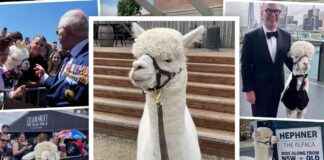 Captivating Story of Alpaca Who Won Over Australia with a Sneeze captivating-story-of-alpaca-who-won-over-australia-with-a-sneeze