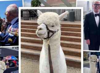 Captivating Story of Alpaca Who Won Over Australia with a Sneeze captivating-story-of-alpaca-who-won-over-australia-with-a-sneeze