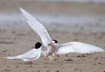 Climate Change Threatens One-Third of Native Species by 2050 climate-change-threatens-one-third-of-native-species-by-2050