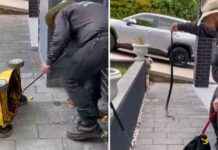 Deadly Eastern Brown Snake Found in Old Lawn Mower – What to Do Next deadly-eastern-brown-snake-found-in-old-lawn-mower-what-to-do-next