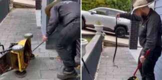 Deadly Eastern Brown Snake Found in Old Lawn Mower – What to Do Next deadly-eastern-brown-snake-found-in-old-lawn-mower-what-to-do-next