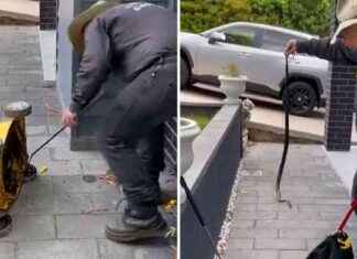 Deadly Eastern Brown Snake Found in Old Lawn Mower – What to Do Next deadly-eastern-brown-snake-found-in-old-lawn-mower-what-to-do-next