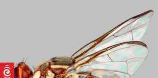 Identifying and Controlling Destructive Fruit Flies in South Auckland dentifying-and-controlling-destructive-fruit-flies-in-south-auckland