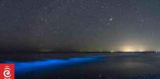 Discover the Stunning Bioluminescence Phenomenon in Wellington: A Spectacle of Blue Dimmed LED Lights discover-the-stunning-bioluminescence-phenomenon-in-wellington-a-spectacle-of-blue-dimmed-led-lights