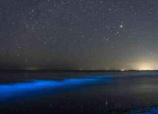 Discover the Stunning Bioluminescence Phenomenon in Wellington: A Spectacle of Blue Dimmed LED Lights discover-the-stunning-bioluminescence-phenomenon-in-wellington-a-spectacle-of-blue-dimmed-led-lights