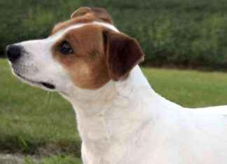 Exploring the American Kennel Club’s Newest Breed Additions exploring-the-american-kennel-clubs-newest-breed-additions