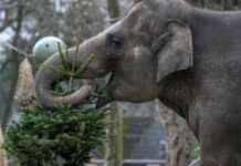Feeding Unsold Christmas Trees to Elephants at Berlin Zoo feeding-unsold-christmas-trees-to-elephants-at-berlin-zoo